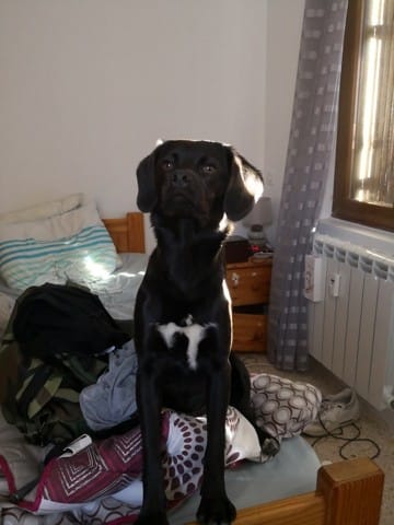 pour savoir les race de mon chien !