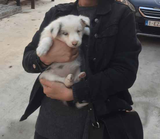 Mon chiot border collie est-il blanc dominant selon vous ?