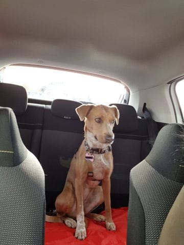 De quelle race est ma chienne ?