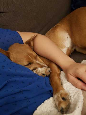 Mon chien a t'il assez d'activités?