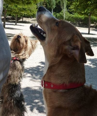 Enfin trouvé le croisement de ma chienne?