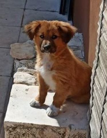 De quelle race ou croisé est notre chienne?