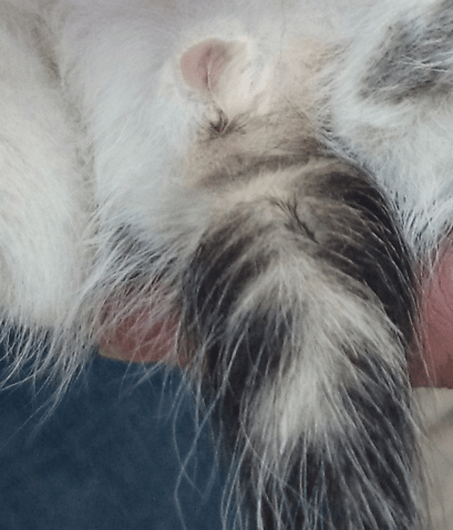 Chaton mâle ou femelle ?