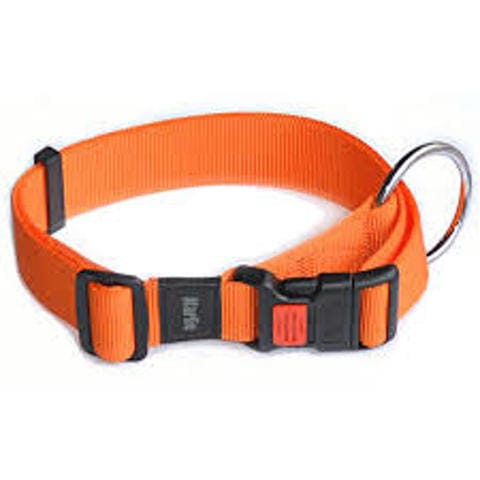 Quel taille de collier pour un Berger Australien de 8 semaines !