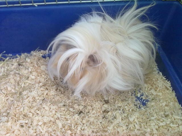 Votre avis sur les poils de mon cochon d'inde