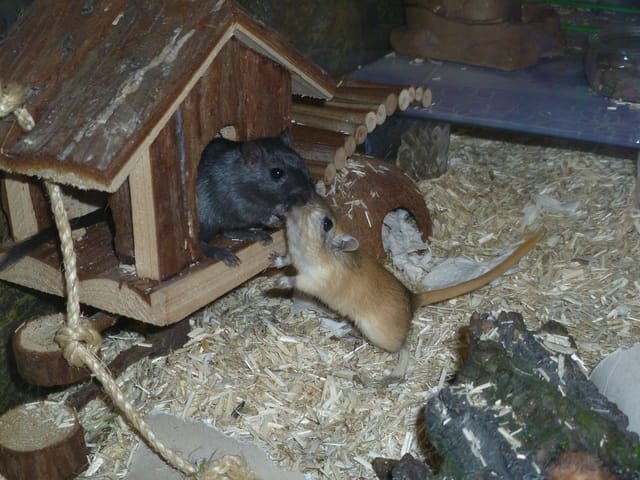 photo de rongeur