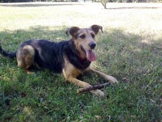hommage à ma chienne
