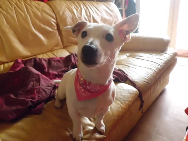 photo de ma chienne 