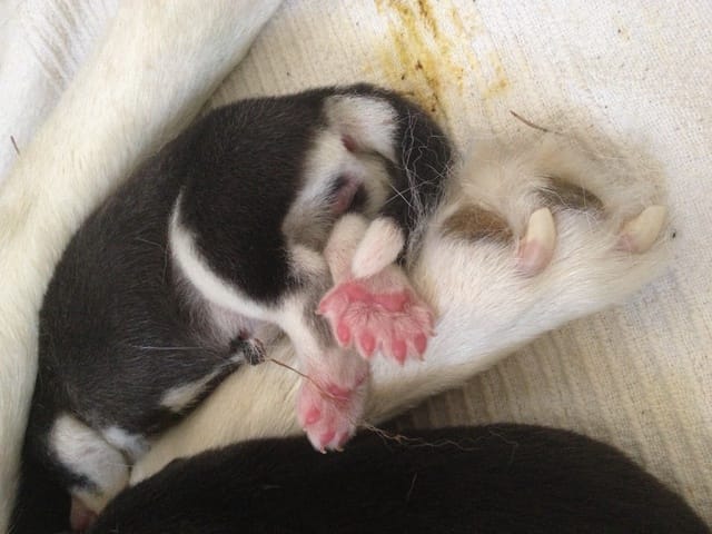 Mes chiots ont-ils un défaut d'ergot?