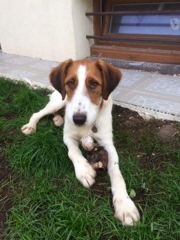 Mon chien mord ma fille sans prévenir, que dois-je faire?