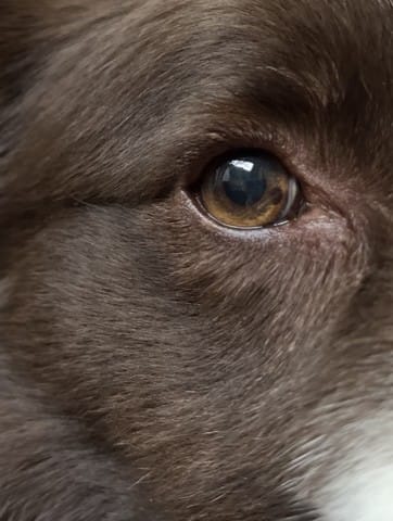 Mon chien a une tache marron dans l’œil