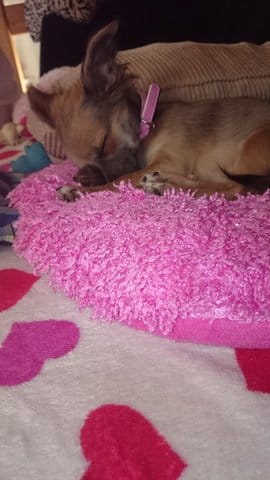 ma chienne est t'elle une vraix chihuahua