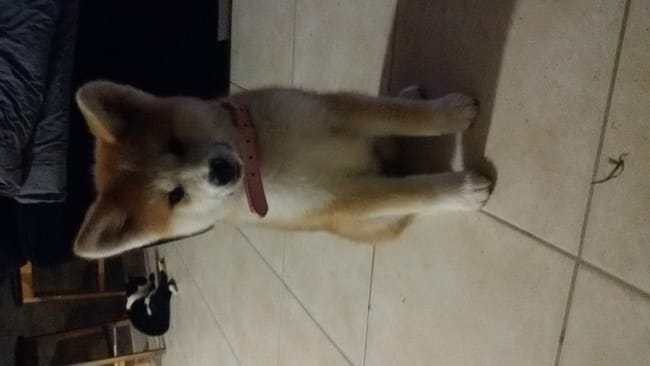 Grogne quand je l'approche et qu'elle mange son os