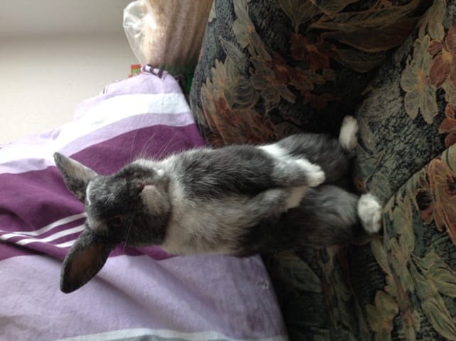 Un lapin peut-il faire une dépression?