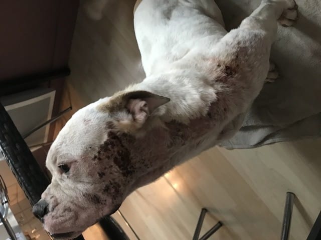 Mon chien se gratte à sang