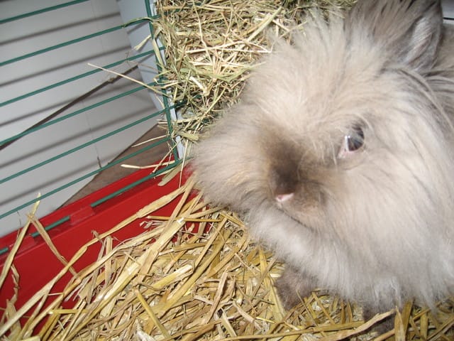 Je vous présente Fleur, mon lapin nain angora