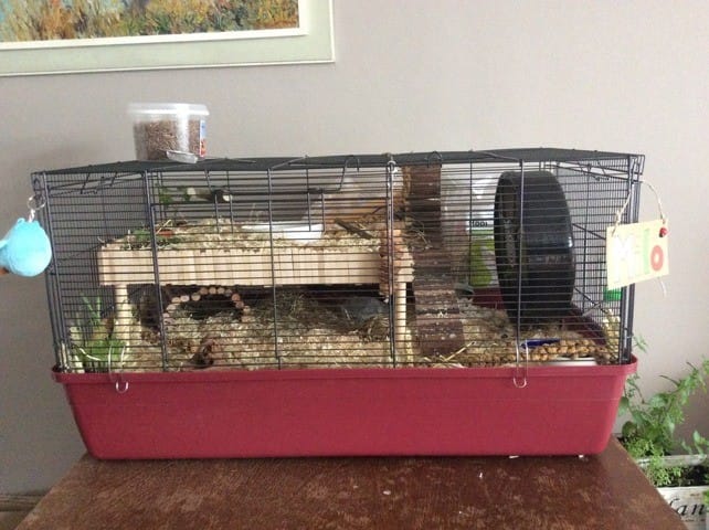 Cage hamster