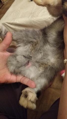 Je crois que ma lapine... a des testicules... :/