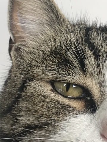 Mon chat a l'œil qui pleure, tache blanche/ transparente