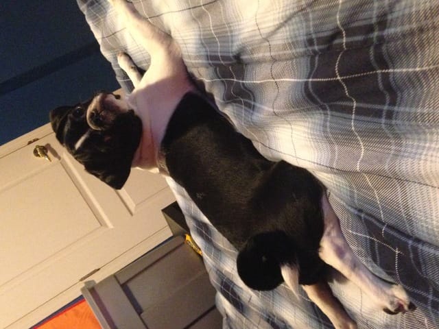 Pug de couleur très différente...