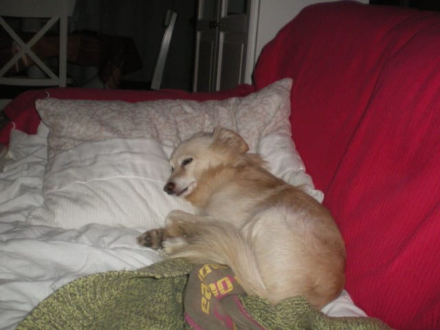 nounours ki dort