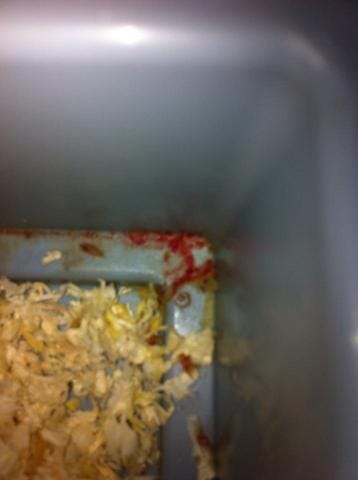 Mon hamster saigne ! :(