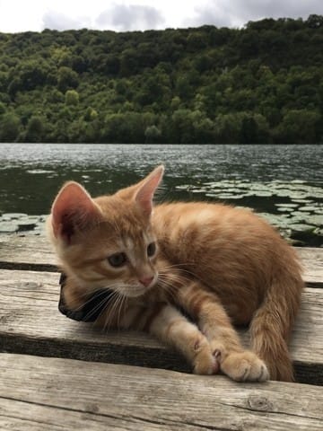 Je ne connais pas la rasse de mon chaton 🐱