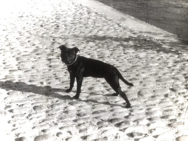 Poids d'Idem, ma petite Staffie