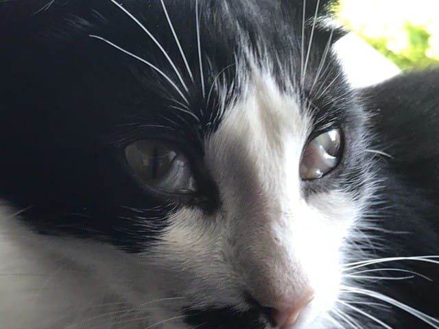 Voile sur les yeux de mon chat