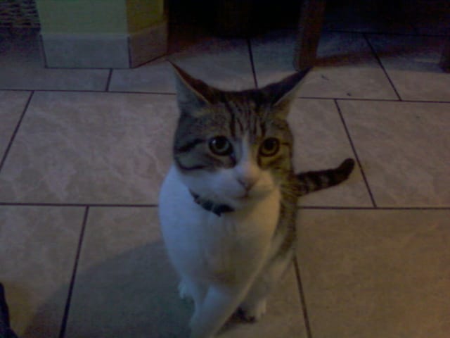 Repose en paix mon petit chat♥, tu nous manque :'(