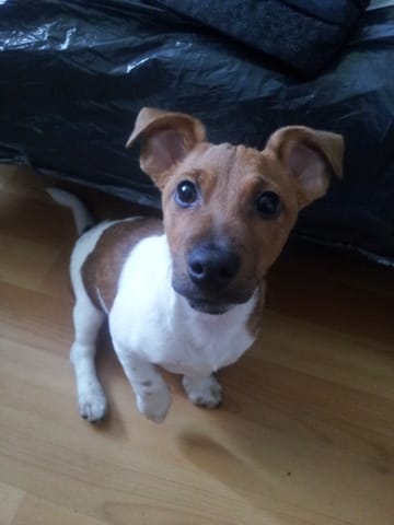 URGENT !! Aidez moi à garder Jackou :'(