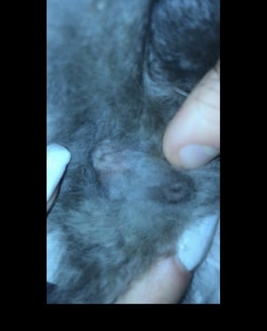 De quelle sexe est mon chaton?