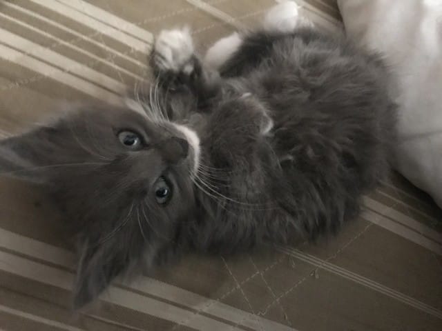 Mon chat ne pèse que 800 gramme