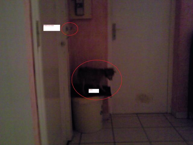 L'intelligence de votre animal