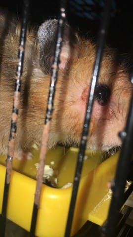 Boule noir sous l'œil hamster