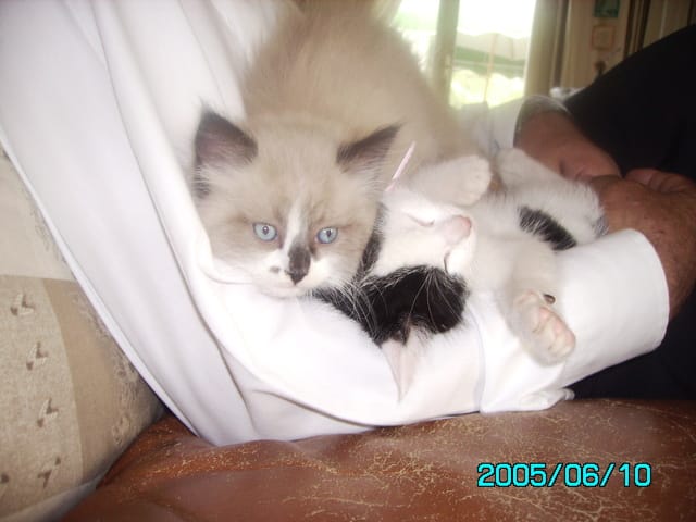 De quelle race est mon chat?