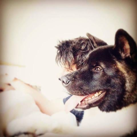 Akita Americain - Chaine YT !