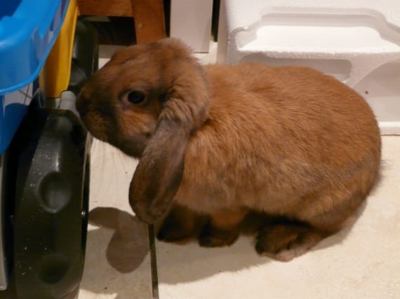 mes lapins