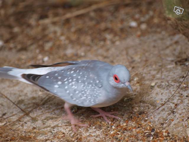 Colombe diamants