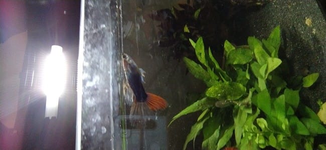 Urgent Guppy gravement blessé