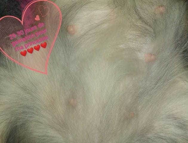 Évolution inaya gestation