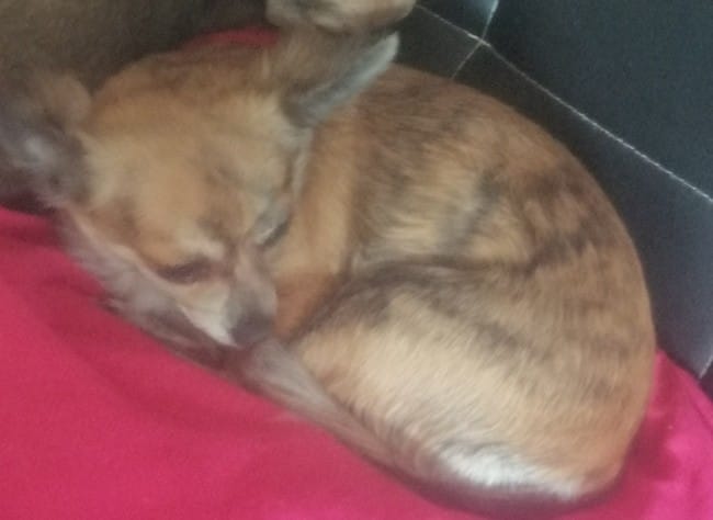 Voici les parents des futurs chiots