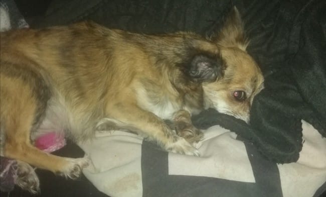 6 semaines de gestation que le temps passe vite