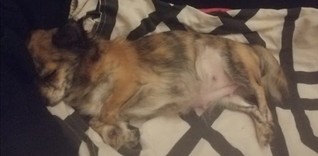 Nouvelle de inaya suite gestation