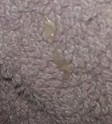 radio inaya suite gestation