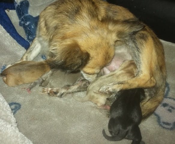 Inaya à mis au monde ses bébés ce matin