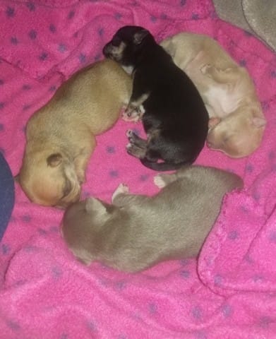 Chiot de inaya  8 jours