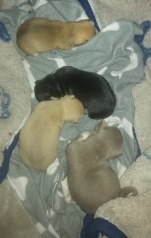 Nouvelle d'inaya et de ses petits suite