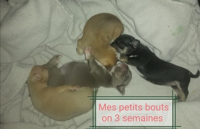 Chihuahua suite Prénoms trouver pour les chiots