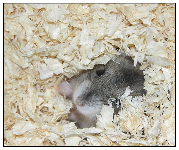 La guerre entre les hamsters et les chats (Jeux)